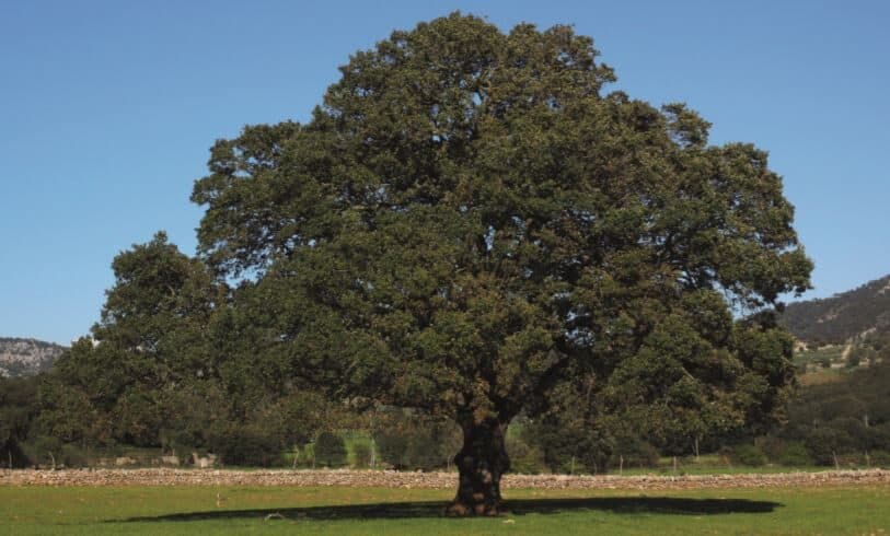 Camphor and respiratory epidemics: The promise of a divine remedy