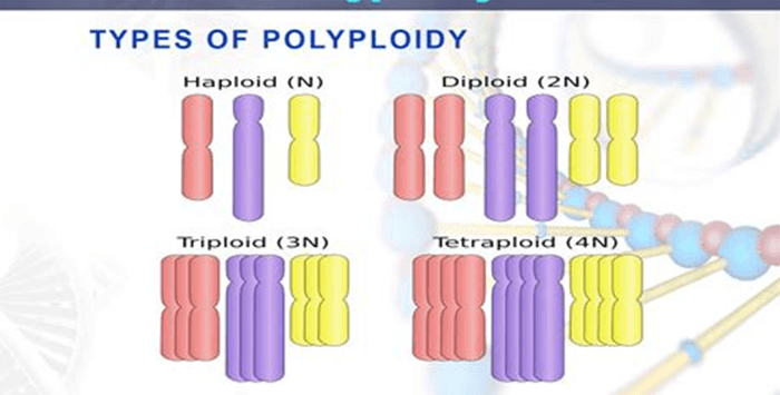 The virgin birth: Scientific plausibility