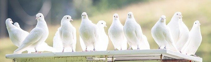 White Doves